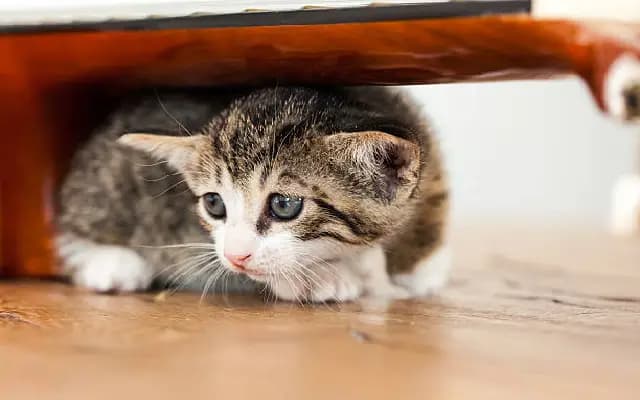 Fearless Descent: Woman’s Daring Cat Rescue Wins Hearts