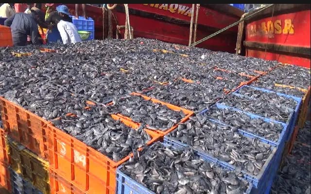 Fresh Fish Floods Karnataka Coast from Other States Ahead of Local Fishing Resumption