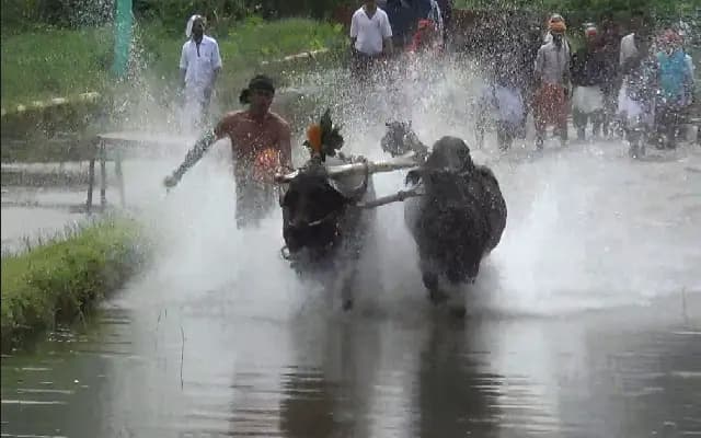 Kambala Begins: Early Training Gallops Ahead of Coastal Race Season