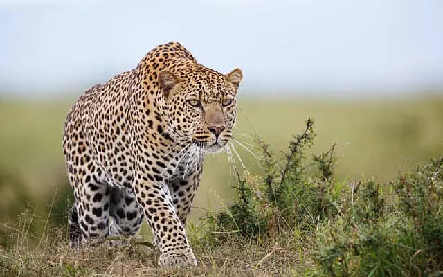 Leopard Caught on CCTV Trying to Attack Dogs in Bantwal Village