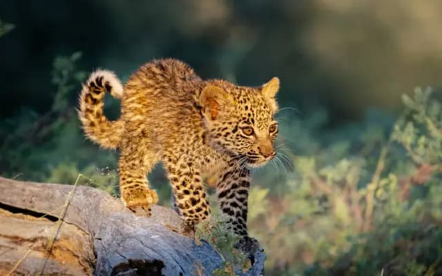 Leopard Cub Electrocuted After Falling Into Well in Mulki