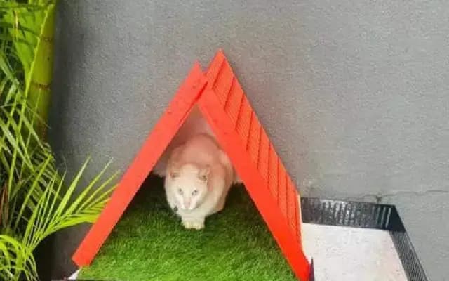 Fiza Mall’s Beloved Cat ‘Minchu’ Gets Forever Home Inside Mall