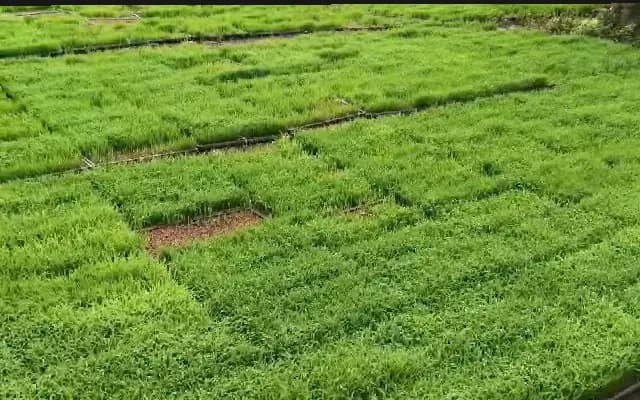 Udupi Farmers Embrace Monsoon to Kickstart Paddy Cultivation