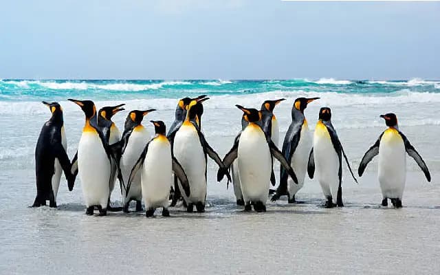 “Mysuru’s Penguin Park Proposal: Visionary Project or Another Tourist Trap?”