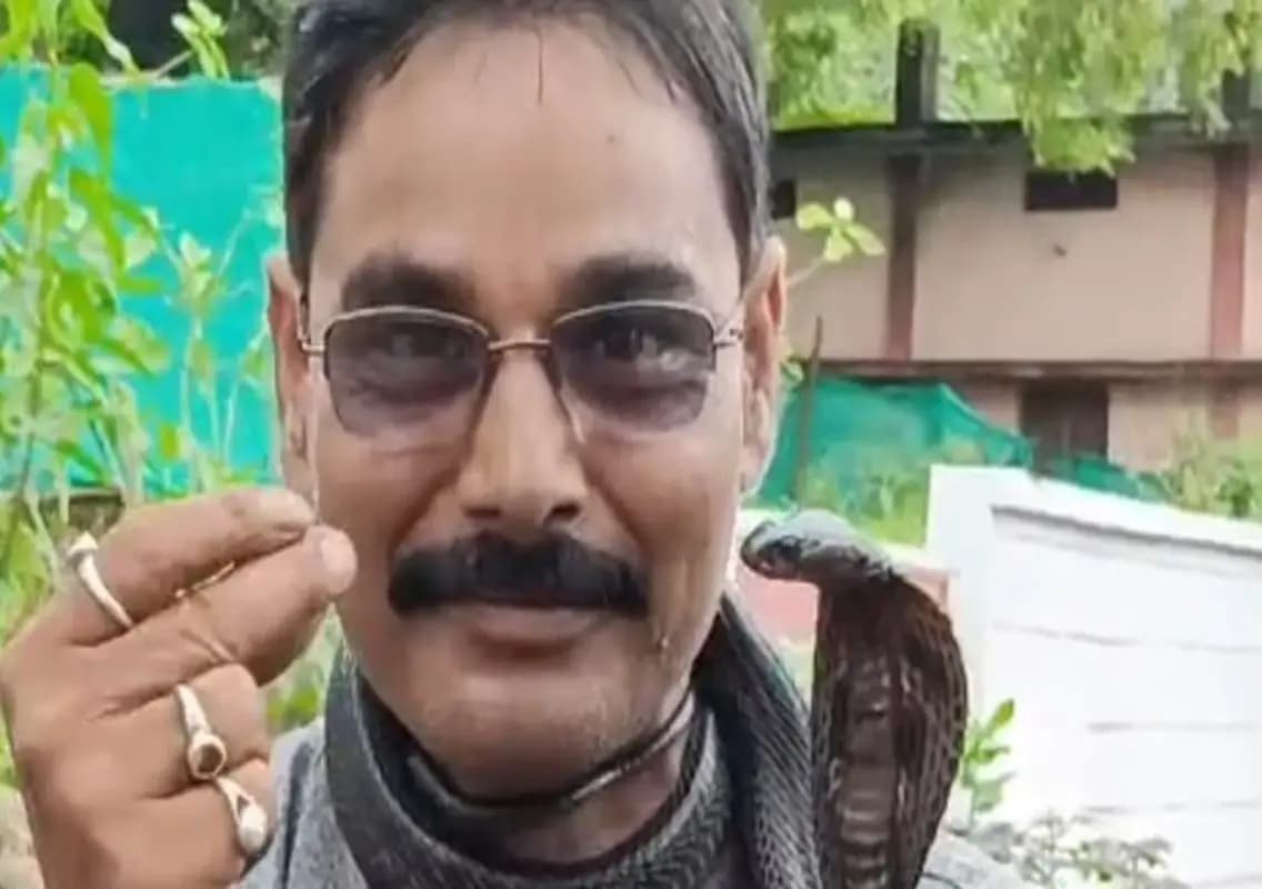 Hiss-terious misjudgement: Man turns cobra into necklace, snake bite turns deadly
