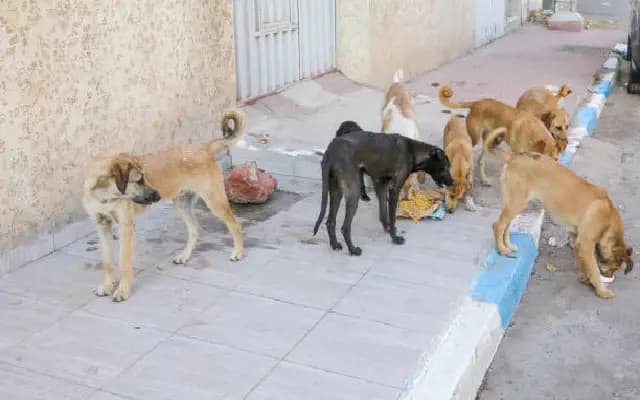 Elderly Man Mauled to Death by Stray Dogs Amid BBMP’s ‘Chicken Meal’ Proposal