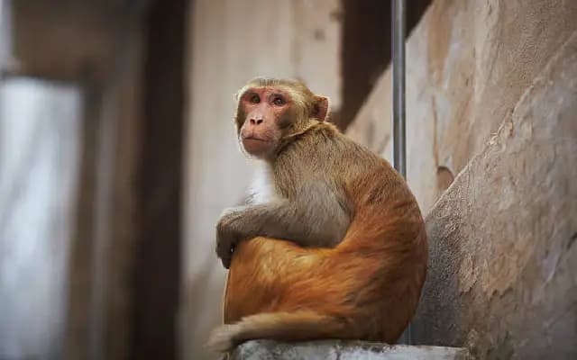 Monkey Bites Child, Caught After 3-Month Hunt