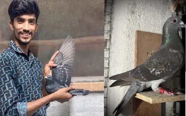 Young Pigeon ‘Abhimanyu’ Flies 1,790 km from Delhi to Mandya in 52 Days