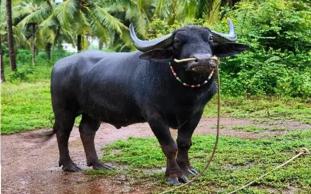 Kambala’s Golden Star “Chenna” Passes Away at 25