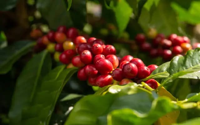 DK Farmers Turn to Coffee as Viable Alternative to Areca Nut