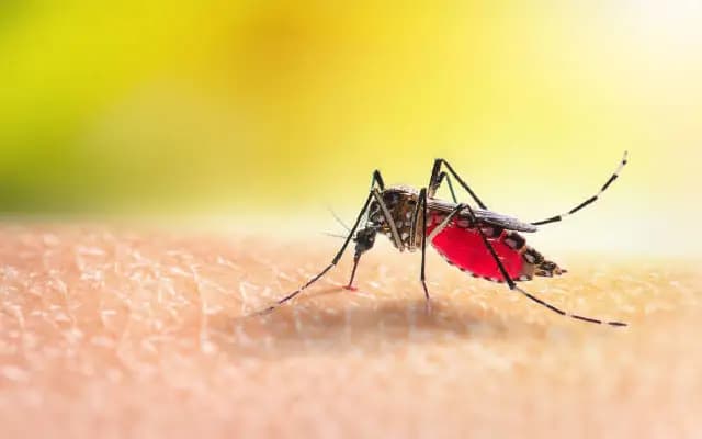 Rising Dengue Cases Prompt Strict Measures in Mangaluru