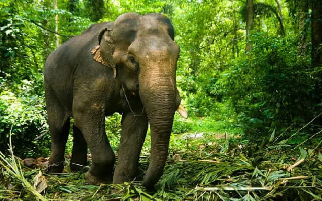 Rising Elephant Attacks Spark Demand for Special Task Force