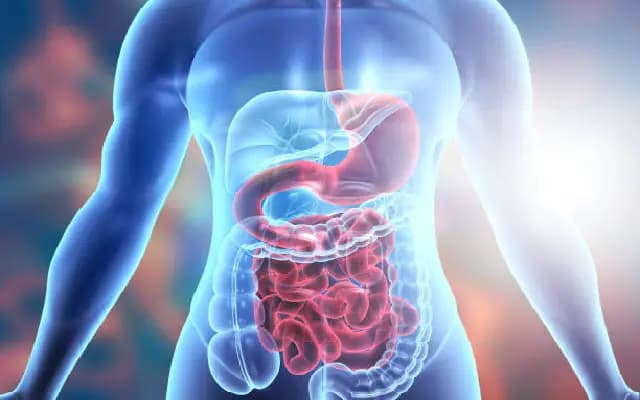 Gut Talks: How Your Belly Might Be Controlling Your Brain