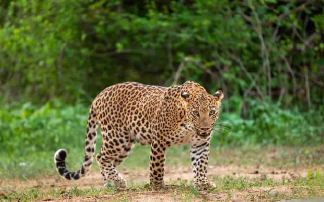 Leopard Attack at Bannerghatta Safari Injures 12-Year-Old, Safety Review Ordered