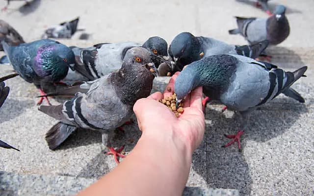 Mumbai Man Booked for Feeding Pigeons from Car Roof
