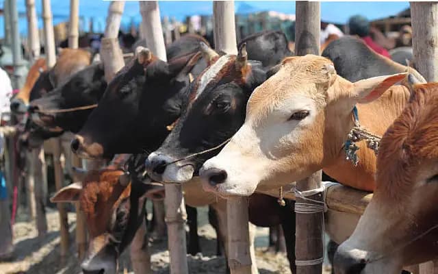 Bantwal police nab serial cattle thief involved in 15 cases