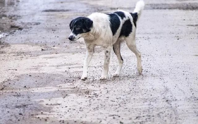 ‘Made Me Famous Across the World’: SC Justice Vikram Nath on Stray Dog Order