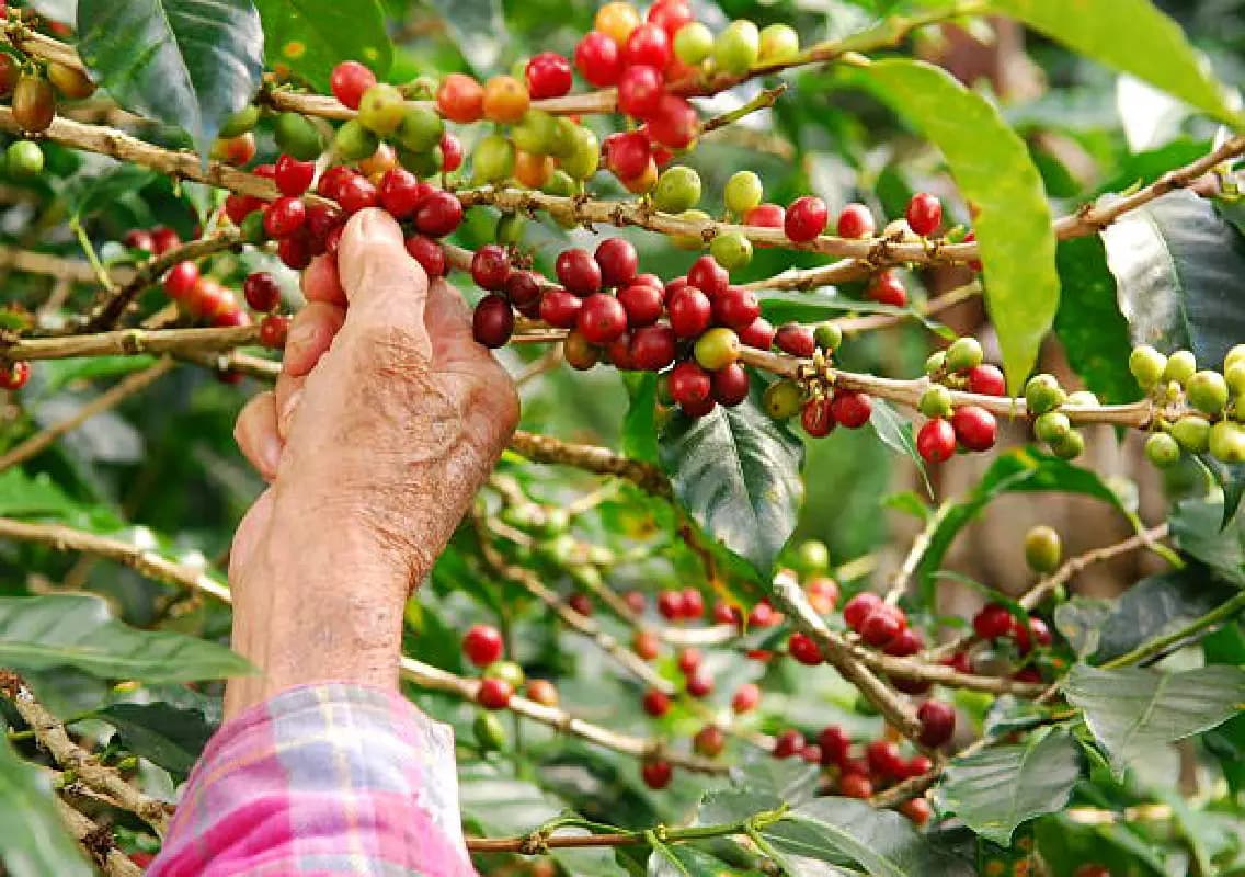 Coffee berry borer detected in Araku; officials initiate control measures
