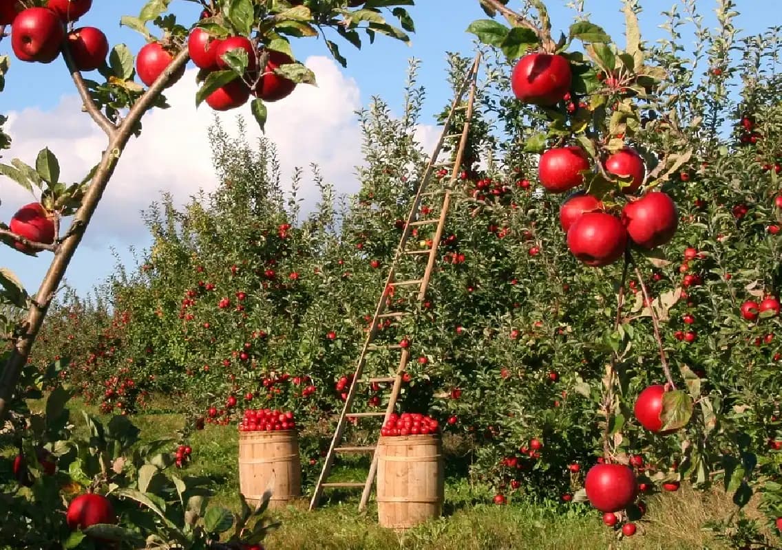 Himachal Apple Farmers Face Severe Crop Losses Due to Harsh Weather