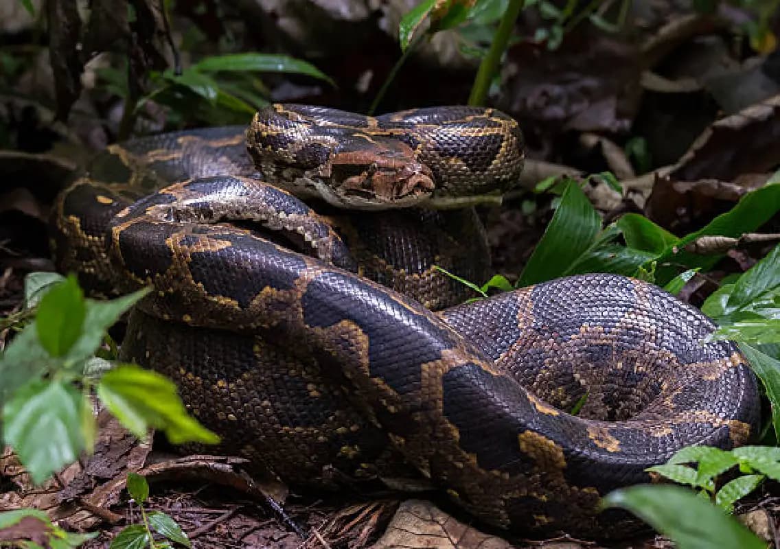 Udupi tiger dancer rescues python during Ashtami celebrations