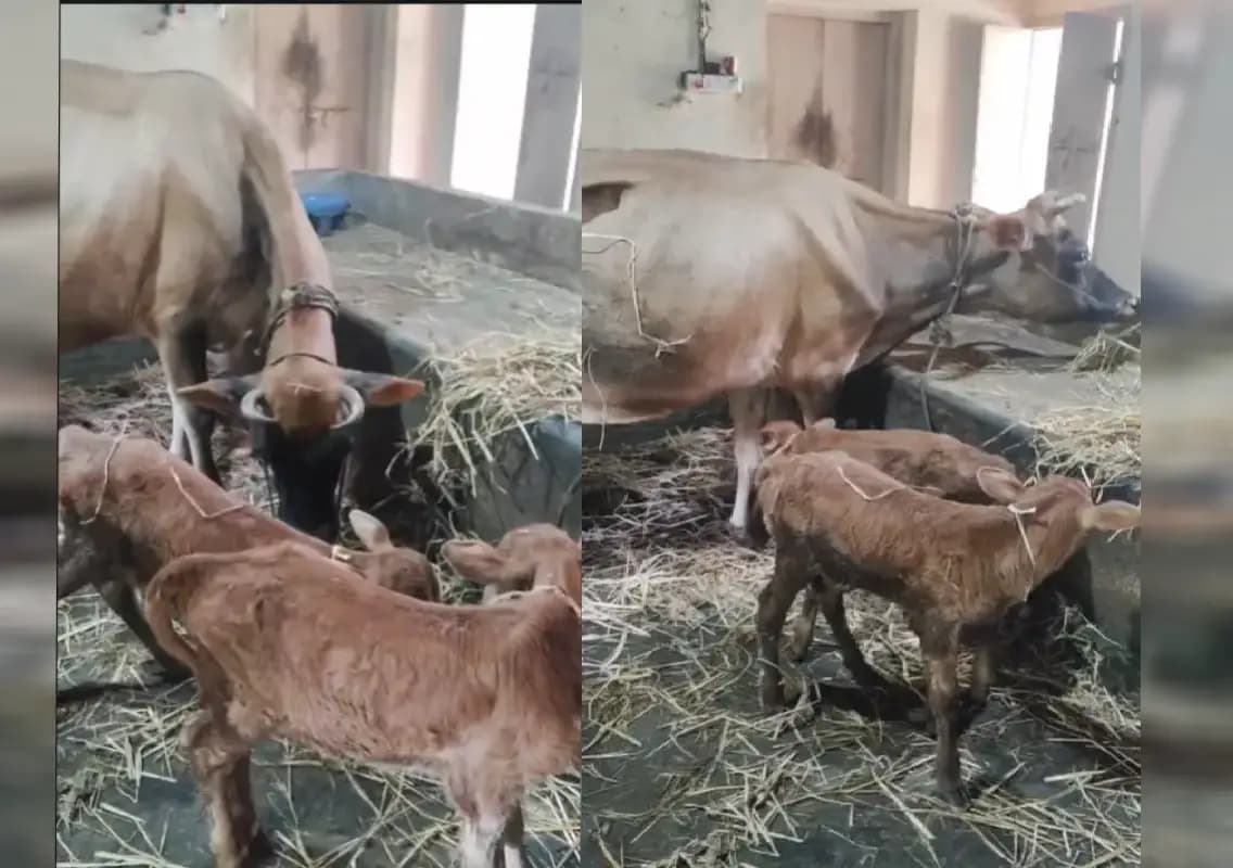 Rare event in Kunjarugiri: Cow gives birth to twin calves