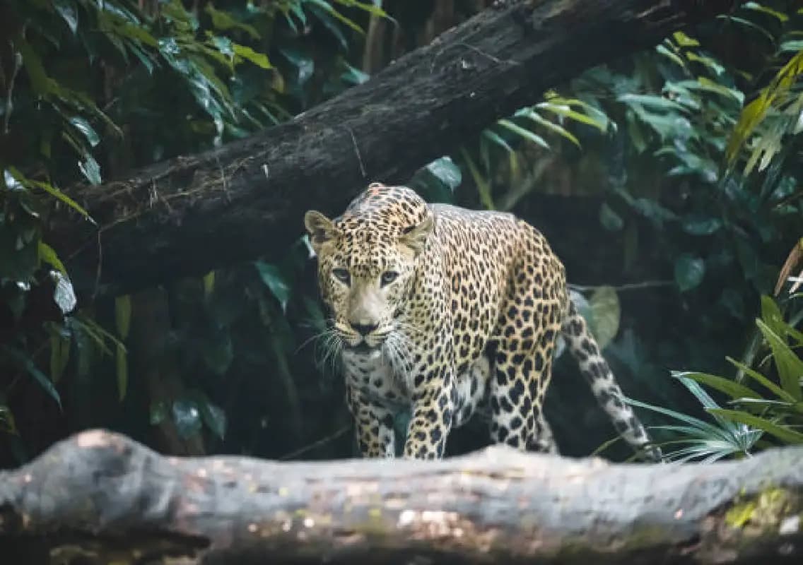 Leopard trapped in Wayanad after days of fear in Cheeral village