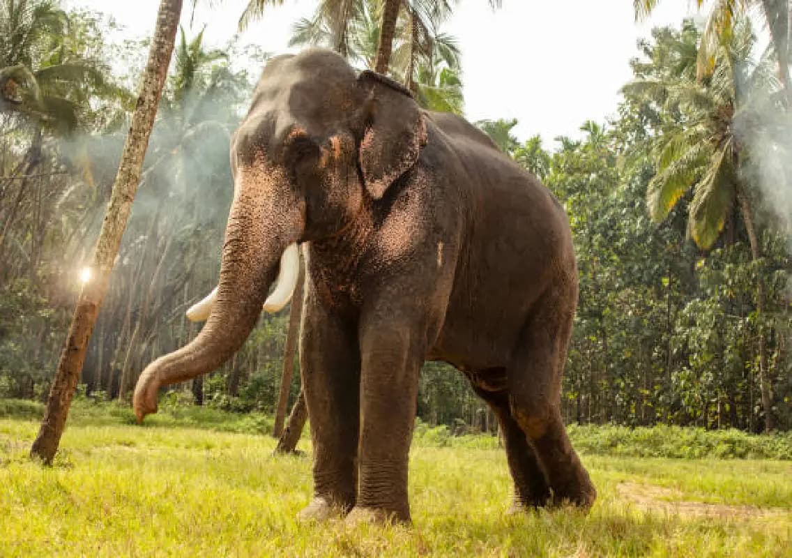 Man killed in wild elephant attack at Chinnakanal cardamom plantation
