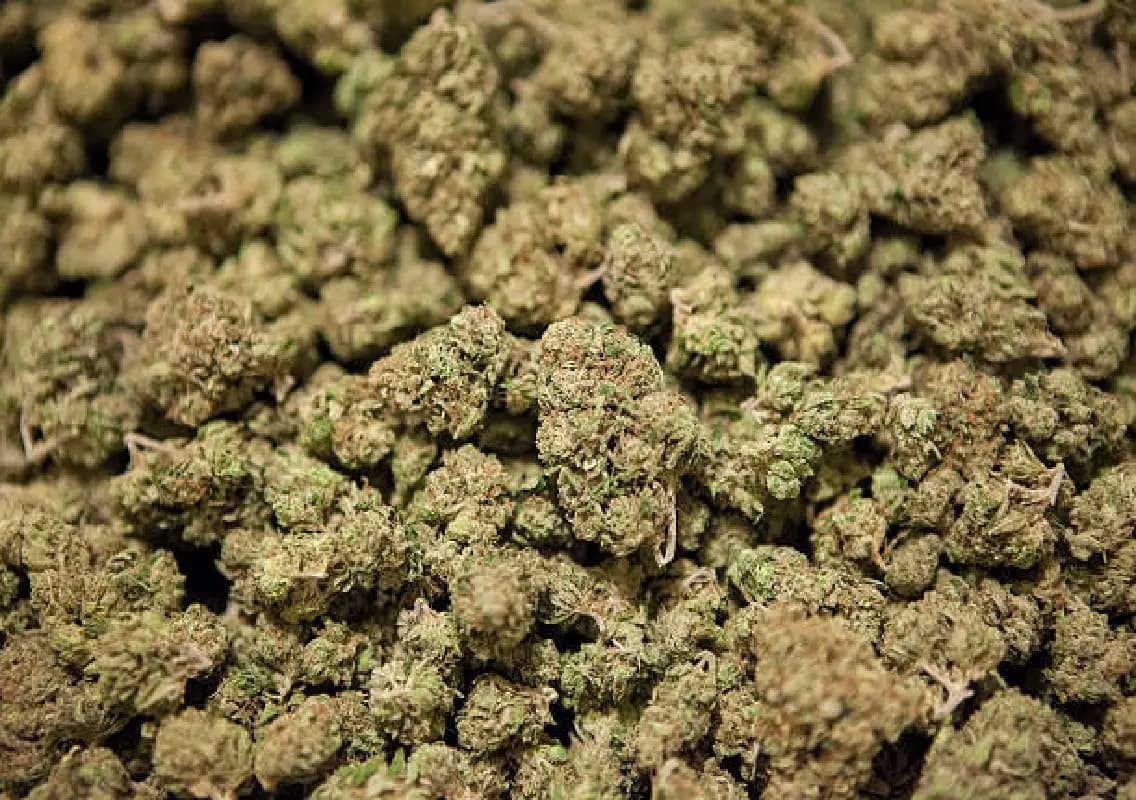 Hydroponic weed worth Rs 20 crore seized at Mumbai airport, 3 arrested