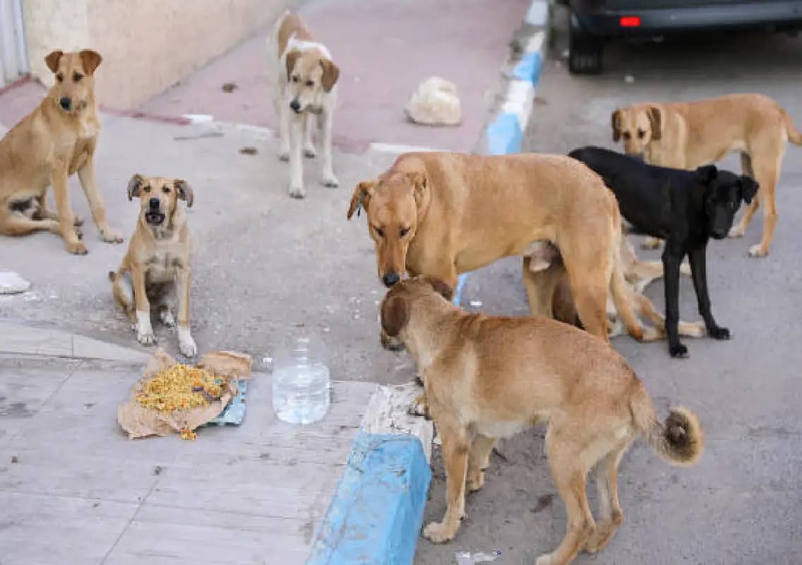 Supreme Court summons States over stray dog affidavit delay