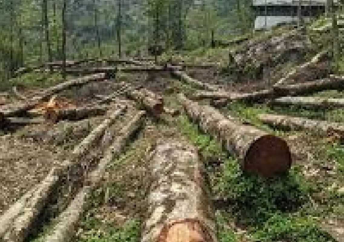 CRPF proposes felling of 380 trees for road inside Bengaluru campus