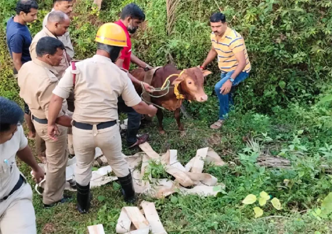 Calf rescued from 15-foot-deep well near Sonangeri bus stop in Sullia