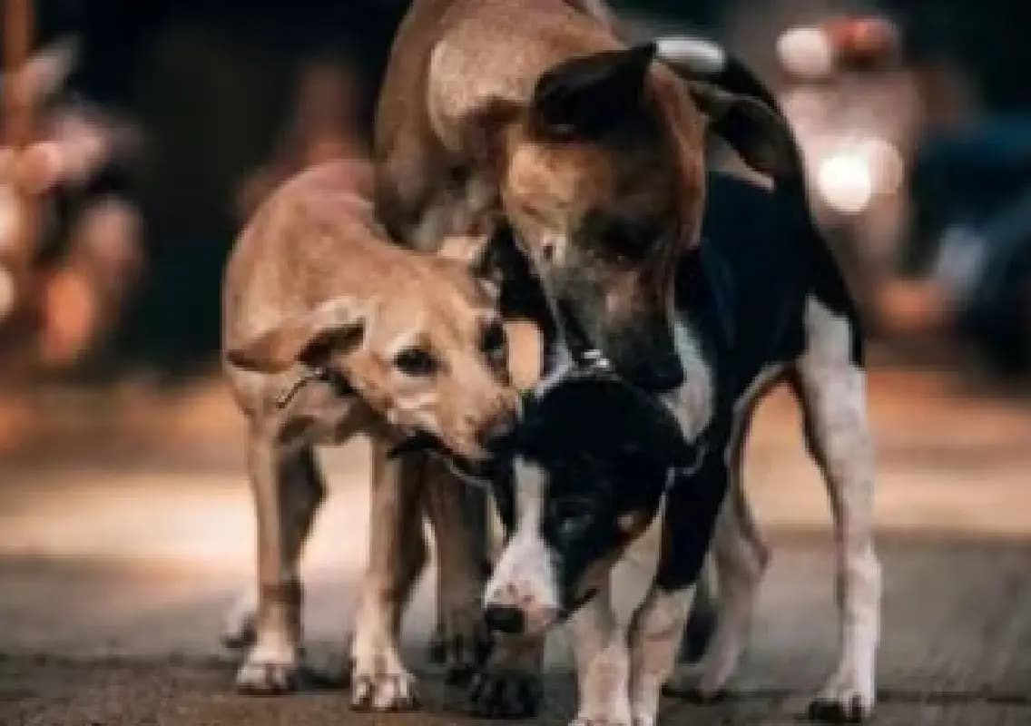 Supreme Court to issue directions on feeding of stray dogs in government premises