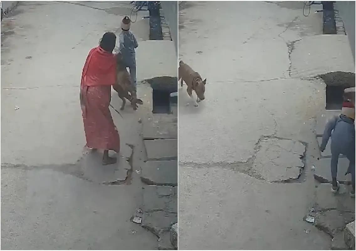 Pit bull mauls 6-year-old boy in Delhi’s Prem Nagar, bites off his ear: WATCH