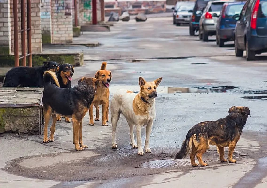 Stray dog control measures reviewed in Dakshina Kannada