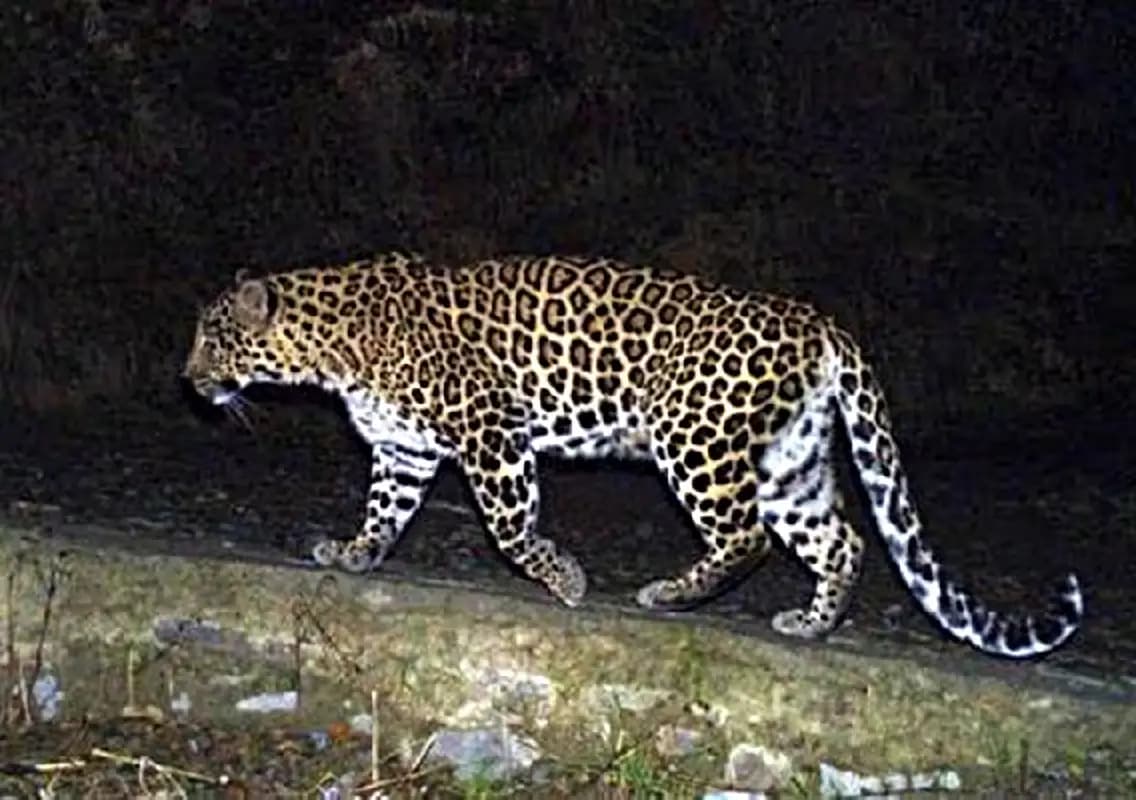 Leopard shot dead near Bhairapura after posing severe threat to villagers