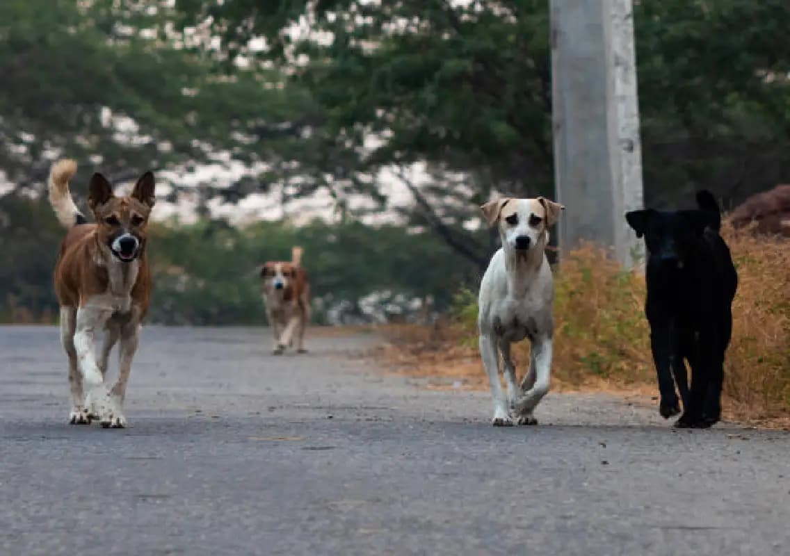 Udupi CMC orders institutions to report and curb stray dog presence