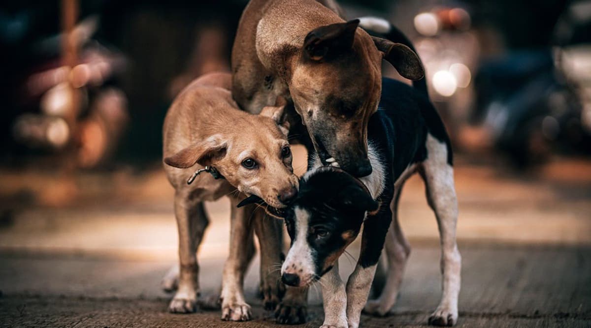 Bengaluru designates 90 official stray dog feeding spots