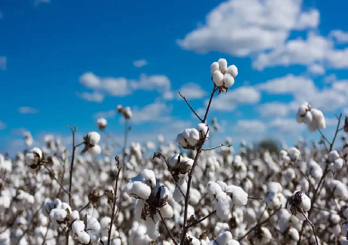Centre waives cotton import duty till October 2026