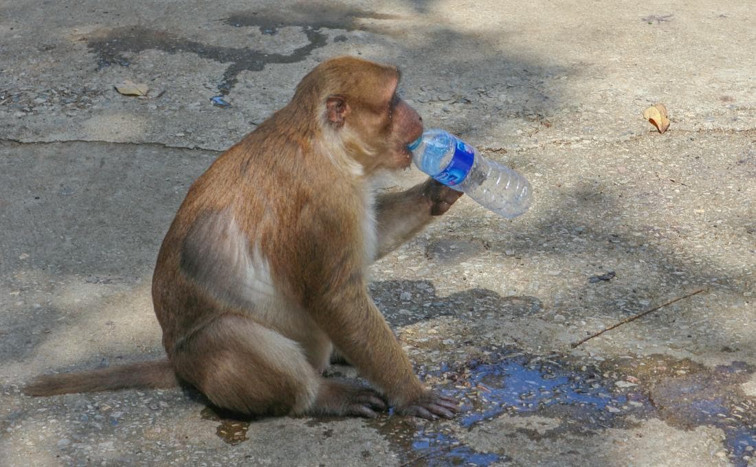 Thirsty monkey stops bus as heatwave grips Vidarbha