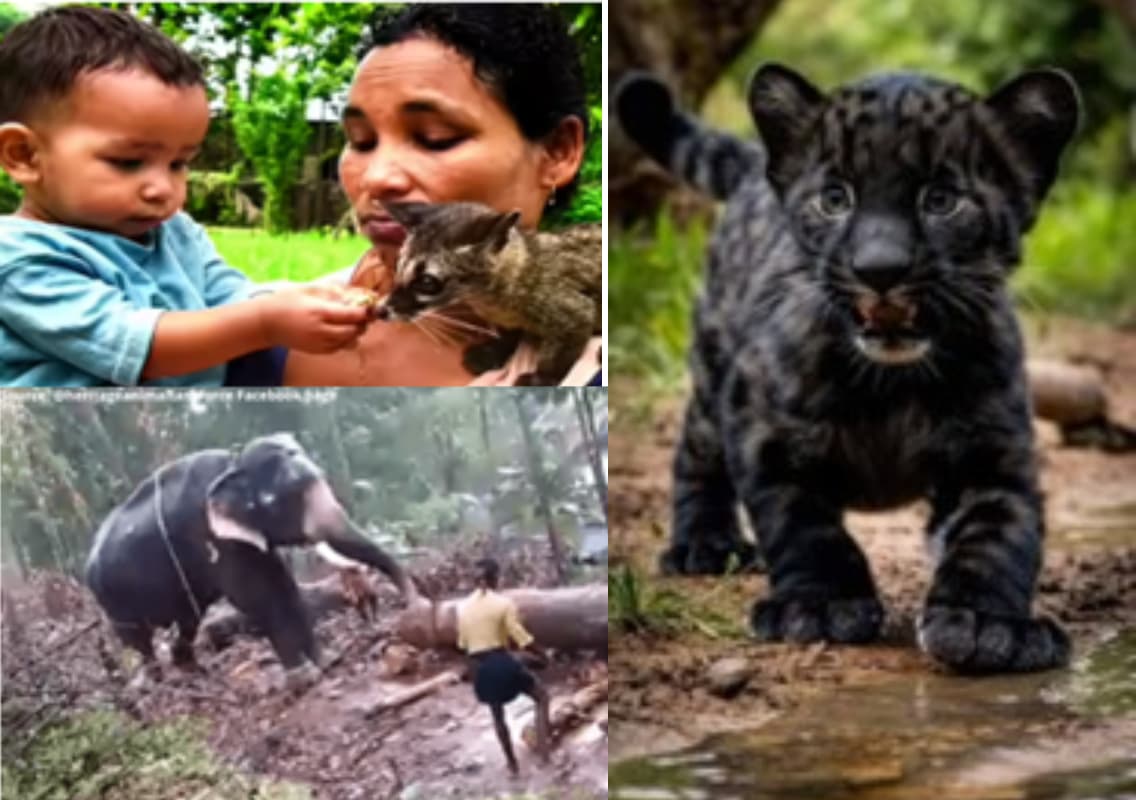 Non-domestic Animals Reared At Home And Their Impacts