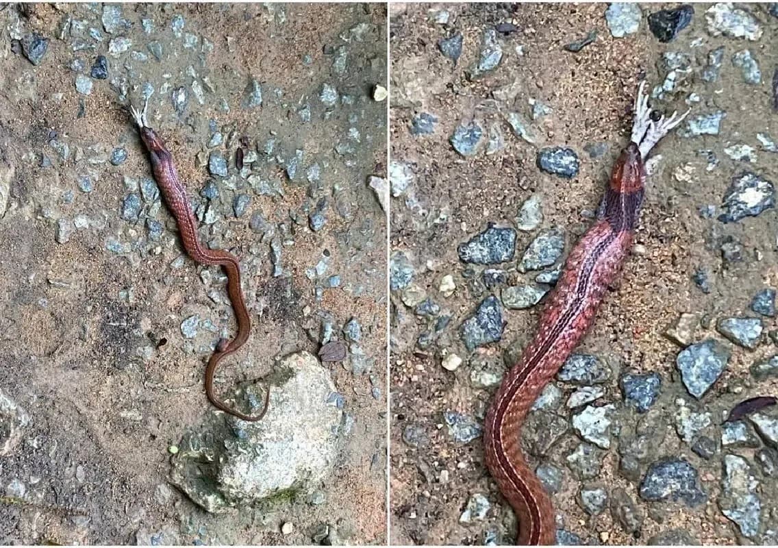 Rare blue-necked keelback snake spotted at Singapore reservoir