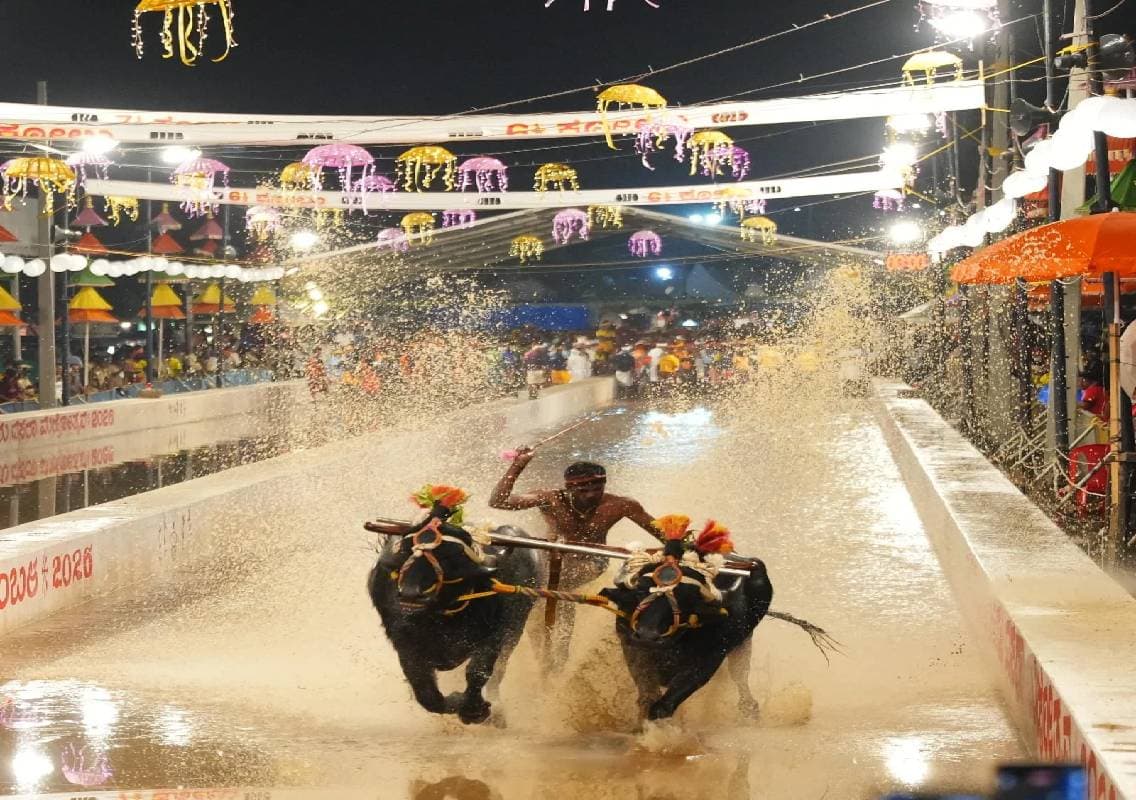 Mysuru Dasara hosts first-ever Kambala event