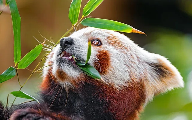 Animals Have Been Self-Medicating with Plants for Millennia - News Karnataka