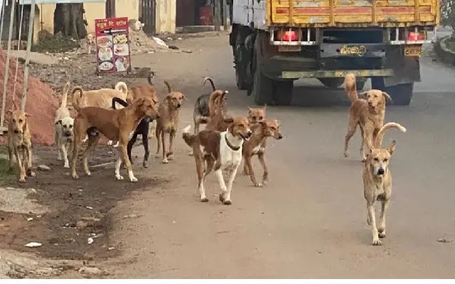 Belagavi Animal Welfare Groups Demand Action on Stray Dog Control - News Karnataka