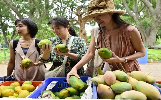 Bengaluru's Annual Mango Mela Draws Mango Enthusiasts Despite Concerns - News Karnataka
