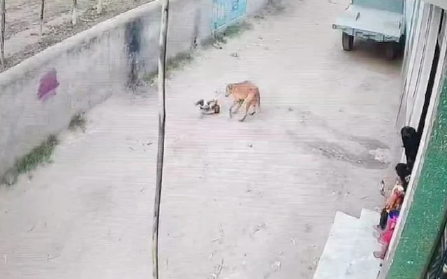Child Attacked by Dog Sparks Stray Safety Debate - News Karnataka