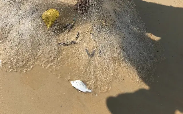 Climate Change Impact: Decline in Fish Catch in Dakshina Kannada District - News Karnataka
