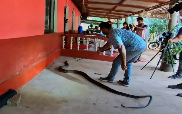 Close Encounter: Giant King Cobra Invades Home in Karnataka - News Karnataka