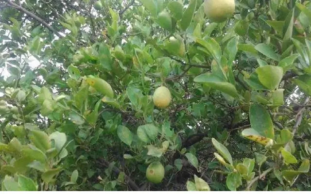 Declining Lemon Production Challenges Vijayapura Farmers - News Karnataka