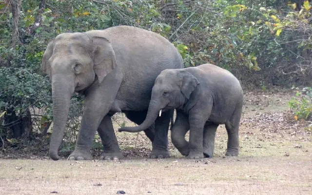 Elephant Census to Address Human-Elephant Conflict in Southern India - News Karnataka